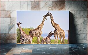 Πίνακας, Giraffes in the Wild Καμηλοπαρδάλεις στην άγρια ​​φύση