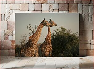 Πίνακας, Giraffes in the Wild Καμηλοπαρδάλεις στην άγρια ​​φύση