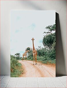 Πίνακας, Giraffes on a Dirt Road Καμηλοπαρδάλεις σε χωματόδρομο