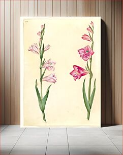 Πίνακας, Gladiolus communis (common gladiolus) by Maria Sibylla Merian