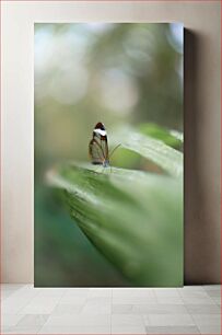 Πίνακας, Glasswing Butterfly on Leaf Glasswing πεταλούδα σε φύλλο