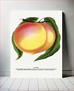 Πίνακας, Globe peach lithograph