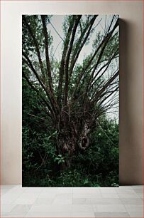 Πίνακας, Gnarled Tree in Dense Foliage Δέντρο σε πυκνό φύλλωμα
