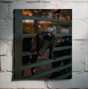 Πίνακας, Goat Behind Fence at Dusk Κατσίκα πίσω από το φράχτη στο σούρουπο