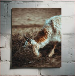 Πίνακας, Goat Grazing in the Wild Κατσίκες που βόσκουν στην άγρια ​​φύση