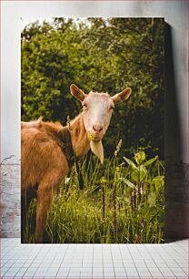 Πίνακας, Goat in the Meadow Κατσίκα στο Λιβάδι