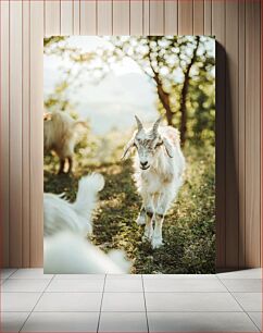 Πίνακας, Goats in Nature Κατσίκες στη φύση