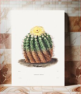 Πίνακας, Golden Barrel Cactus (Echinocactus rinaceus) from Iconographie descriptive des cactées by Charles Antoine Lemaire (1801–1871)