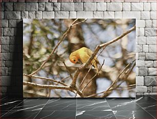 Πίνακας, Golden Bird in Nature Χρυσό Πουλί στη Φύση