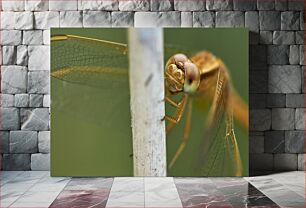 Πίνακας, Golden Dragonfly Macro Μακροεντολή Golden Dragonfly