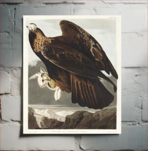 Πίνακας, Golden Eagle from Birds of America (1827) by John James Audubon, etched by William Home Lizars