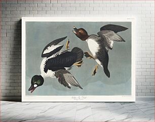 Πίνακας, Golden-eye Duck from Birds of America (1827) by John James Audubon, etched by William Home Lizars