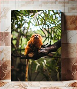 Πίνακας, Golden Lion Tamarin in Natural Habitat Golden Lion Tamarin σε φυσικό βιότοπο