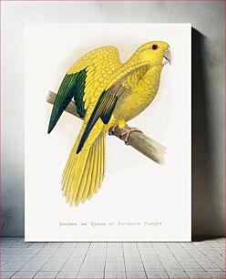 Πίνακας, Golden or Queen Bavaria's Parrot (Guaruba guarouba) colored wood-engraved plate by Alexander Francis Lydon