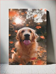 Πίνακας, Golden Retriever in Autumn Γκόλντεν Ριτρίβερ το φθινόπωρο