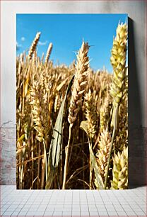 Πίνακας, Golden Wheat Field Χρυσό Σιτάρι