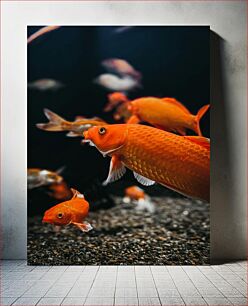 Πίνακας, Goldfish in Aquarium Χρυσόψαρο στο Ενυδρείο