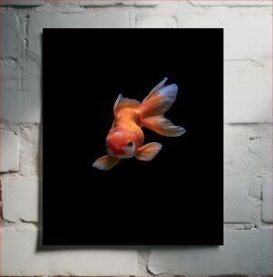 Πίνακας, Goldfish Swimming Χρυσόψαρο Κολύμβηση