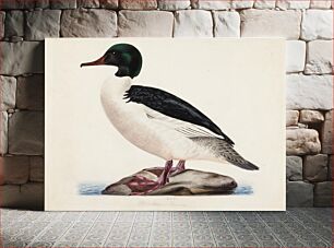 Πίνακας, Goosander, male, 1834, Magnus Von Wright