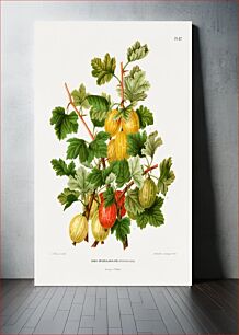 Πίνακας, Gooseberries (Ribis Grossularia Hyb.) chromolithograph plates by Abraham Jacobus Wendel