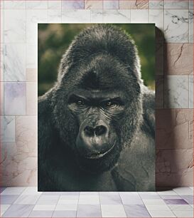 Πίνακας, Gorilla Close-Up Κοντινό πλάνο Gorilla