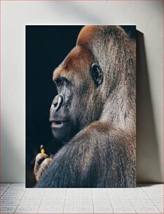 Πίνακας, Gorilla in Profile Gorilla στο προφίλ