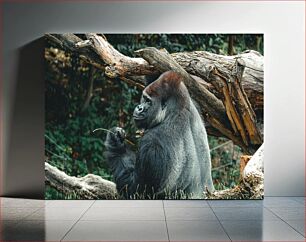Πίνακας, Gorilla in the Wild Γορίλλας στην άγρια ​​φύση