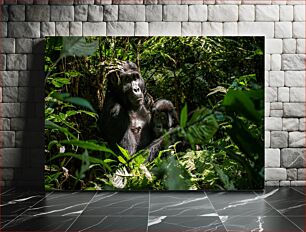 Πίνακας, Gorillas in the Forest Γορίλες στο Δάσος
