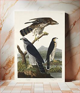 Πίνακας, Goshawk and Stanley Hawk from Birds of America (1827) by John James Audubon, etched by William Home Lizars