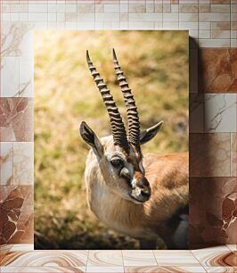 Πίνακας, Graceful Gazelle in Sunlight Χαριτωμένη γαζέλα στο φως του ήλιου