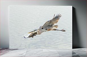 Πίνακας, Graceful Heron in Flight Χαριτωμένος ερωδιός σε πτήση