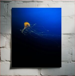 Πίνακας, Graceful Jellyfish in the Deep Sea Χαριτωμένη μέδουσα στη βαθιά θάλασσα