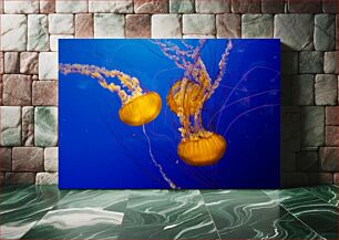 Πίνακας, Graceful Jellyfish Χαριτωμένη μέδουσα