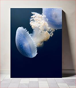 Πίνακας, Graceful Jellyfish Χαριτωμένη μέδουσα