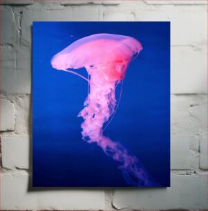 Πίνακας, Graceful Jellyfish Χαριτωμένη μέδουσα