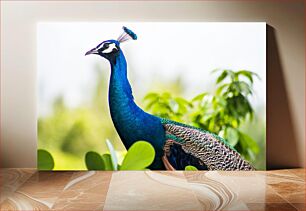 Πίνακας, Graceful Peacock in Nature Χαριτωμένο παγώνι στη φύση