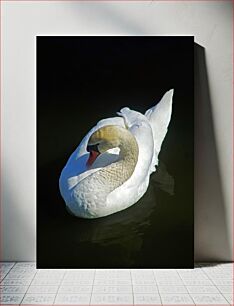 Πίνακας, Graceful Swan Χαριτωμένος Κύκνος