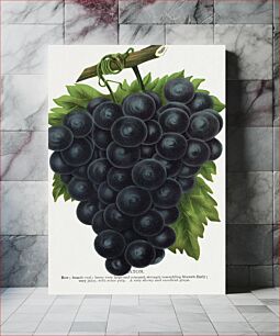 Πίνακας, Grape lithograph from Botanical Specimen published by Rochester Lithographing and Printing Company