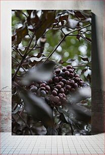 Πίνακας, Grapes on a Vine Σταφύλια σε αμπέλι