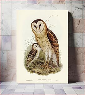 Πίνακας, Grass-Owl (Strix candida) illustrated by Elizabeth Gould (1804–1841) for John Gould’s (1804-1881) Bird