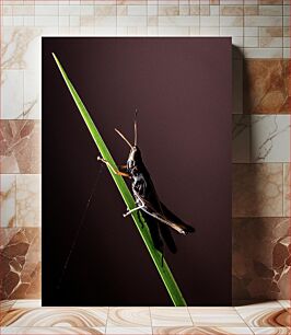 Πίνακας, Grasshopper on Blade of Grass Grasshopper on Blade of Grass
