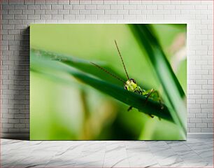 Πίνακας, Grasshopper on Green Leaf Ακρίδα σε πράσινο φύλλο