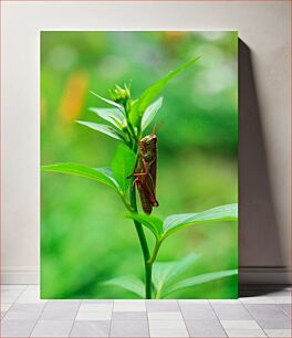 Πίνακας, Grasshopper on Green Plant Grasshopper on Green Plant