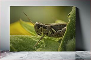 Πίνακας, Grasshopper on Leaf Grasshopper on Leaf