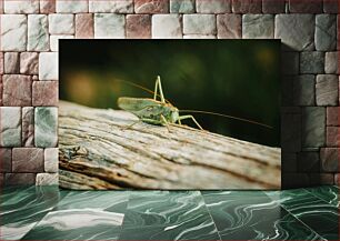 Πίνακας, Grasshopper on Wood Ακρίδα στο ξύλο