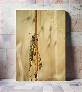 Πίνακας, Grasshopper Resting on a Twig Ακρίδα που στηρίζεται σε ένα κλαδί