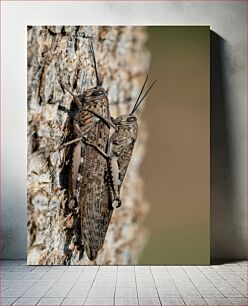 Πίνακας, Grasshoppers on Tree Bark Ακρίδες στο φλοιό δέντρων