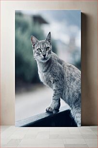 Πίνακας, Gray Cat in Focus Γκρίζα γάτα στην εστίαση