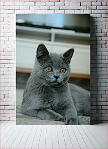 Πίνακας, Gray Cat with Amber Eyes Γκρι γάτα με κεχριμπαρένια μάτια