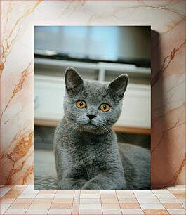 Πίνακας, Gray Cat with Orange Eyes Γκρι γάτα με πορτοκαλί μάτια